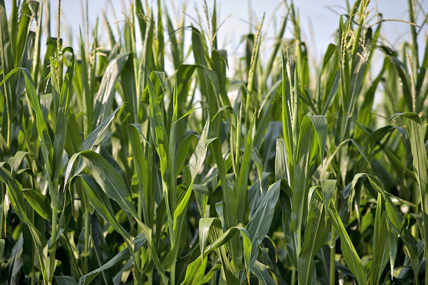 Trump’s Trade Tactics Will Hurt American Agriculture