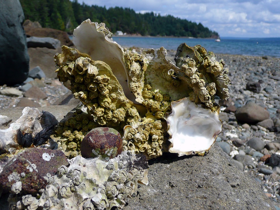 Toxic Effects of Oil Dispersant on Oysters Following Deepwater Horizon Spill