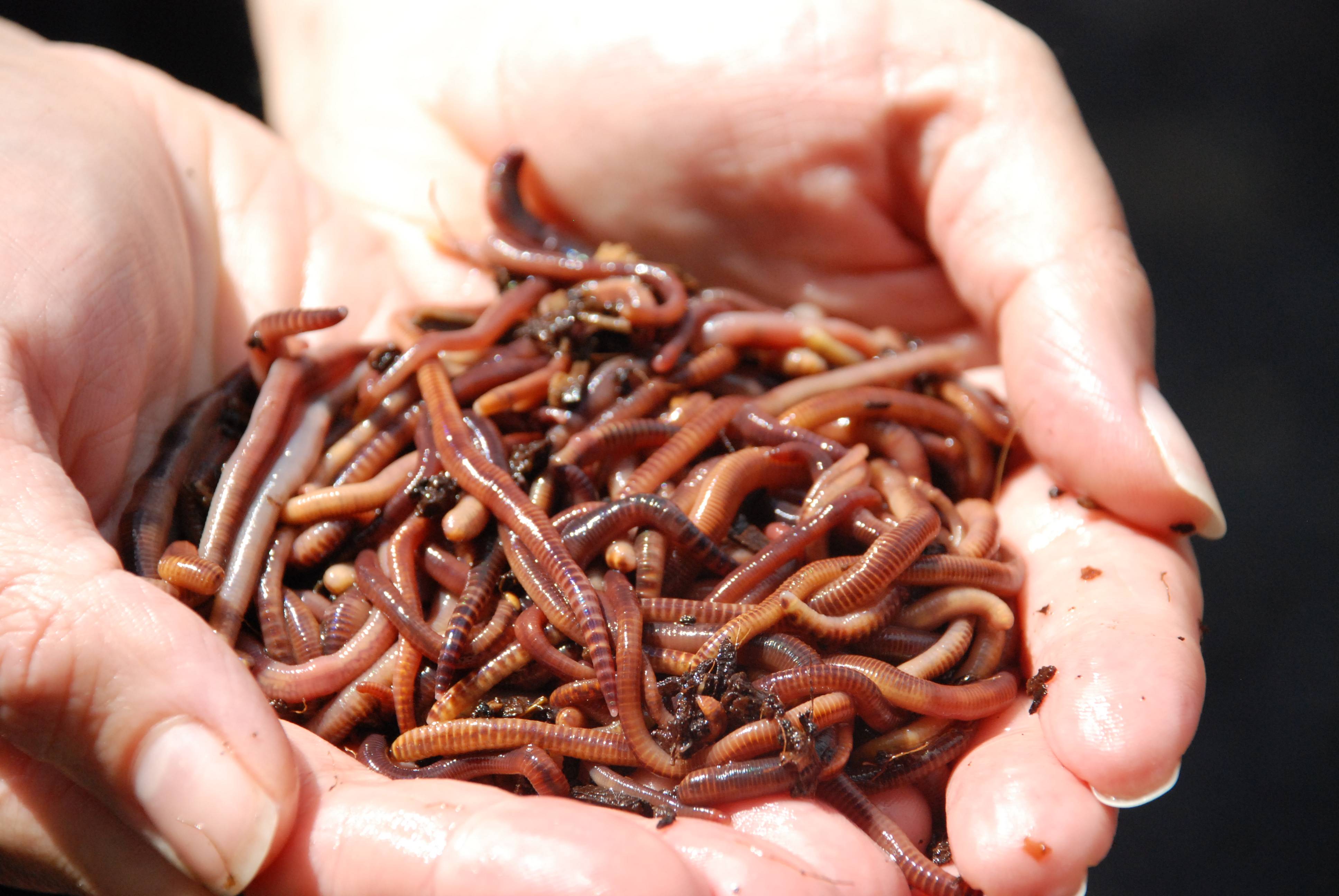 Earthworm-​filled Toilets ​Turn Waste Into ​Fertilizer