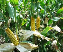 DuPont Pioneer, Mendel Collaborate To Improve Corn Water Use Efficiency, Photosynthesis