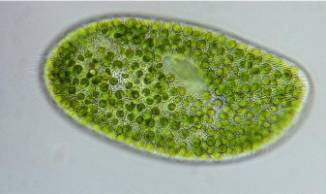 Microalgae developed in wastewater used to produce biodiesel in 3 hours