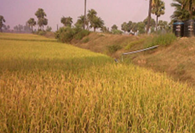 Improving Livelihoods of Marginal Farmers with Solar & Drip Irrigation in Gaya, Bihar