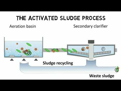 Activated Sludge Process and IFAS: Design Rules + Guideline (Video Animation)