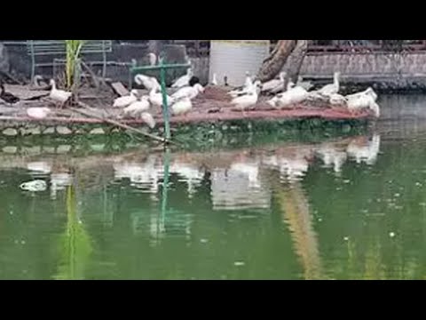 An interesting video case study shared by a partner, was the one posted on The Times of India YouTube Channel about Cownomics &ndash; Vaidic Treatme...