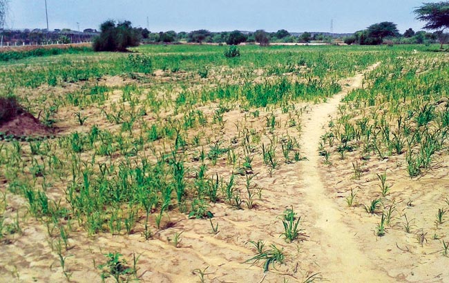 Water Farming Near Oil Producing Units