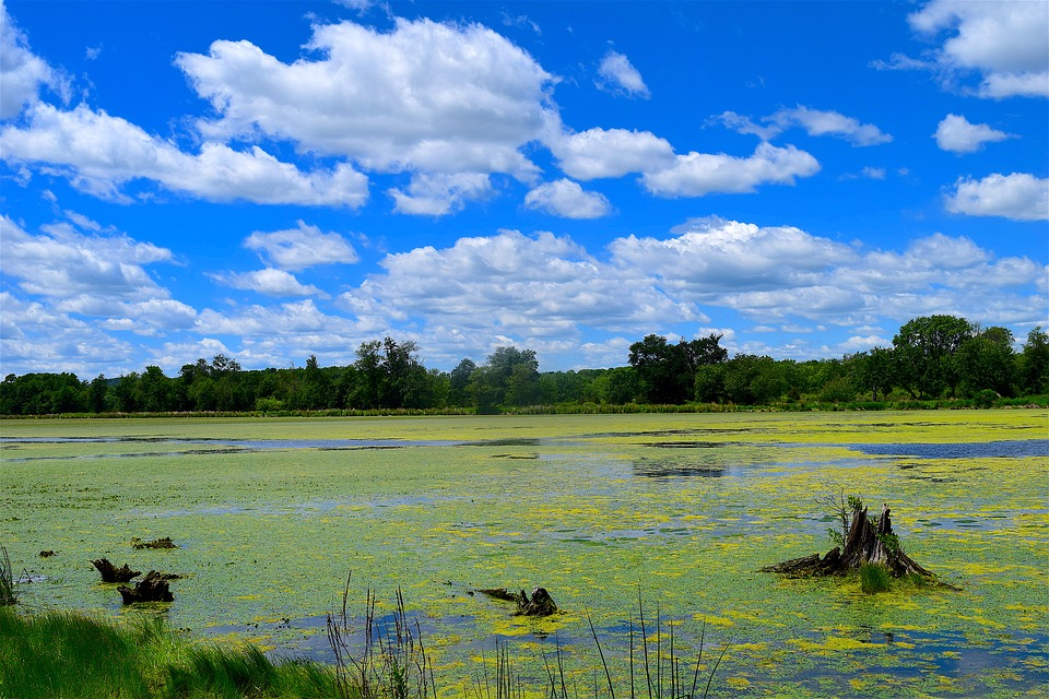 Scientists Advance New Technology to Protect Drinking Water from Lake Erie Algal Toxins