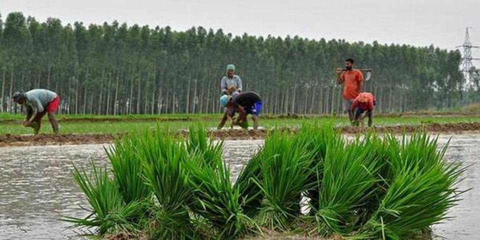 Farmers in Punjab to plant around 25% paddy with DSR technology