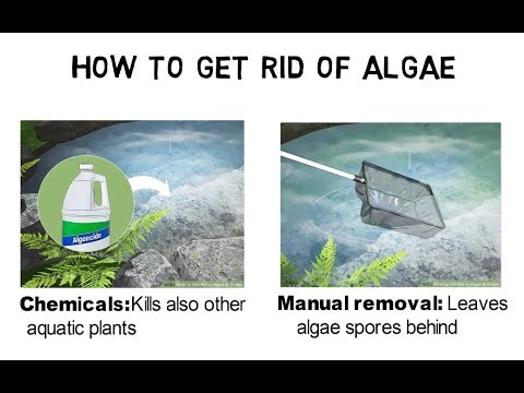 How to Get Rid of Pond Algae - Understanding Reasons for Algae Blooms (Video)