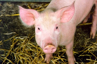 Pigs Aid Wastewater Research In ‘Big Poop Project’