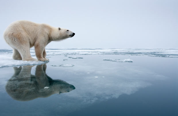 Contamination Threat to Polar Bears