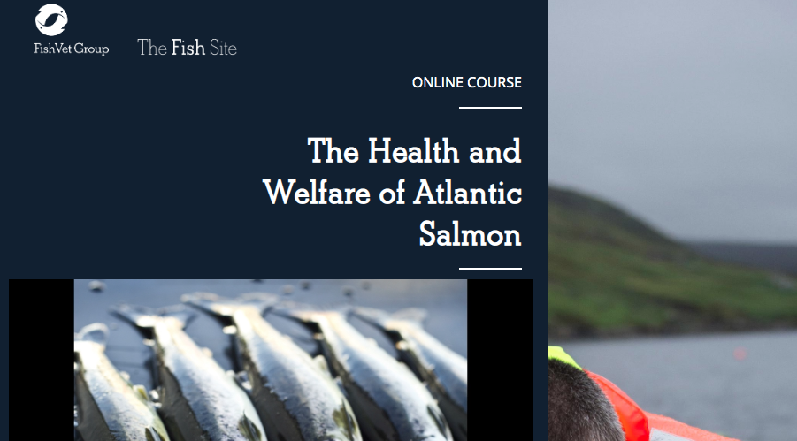 The Health and Welfare of Atlantic Salmon | The Fish SiteIf you would like to receive information about The Health and Welfare of Atlantic Salmo...