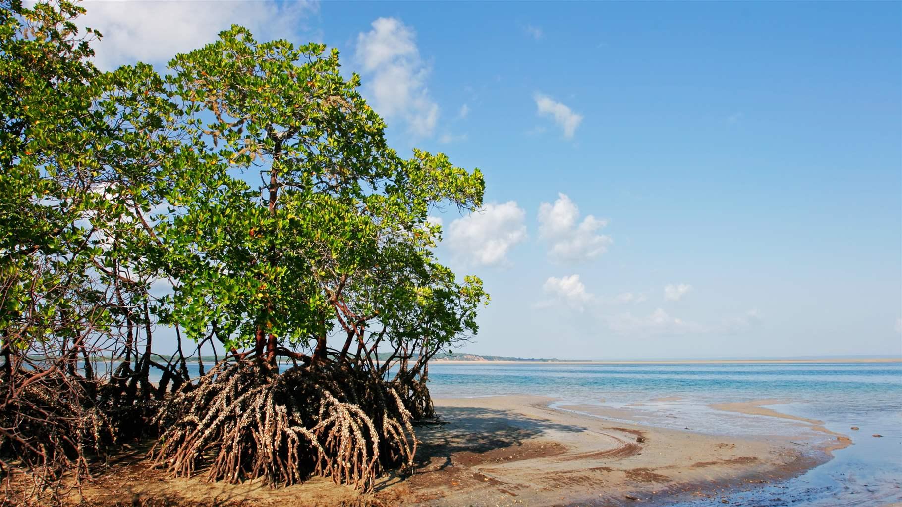 Climate Benefits of Coastal Wetlands and Coral Reefs Show Why They Merit Protection Now