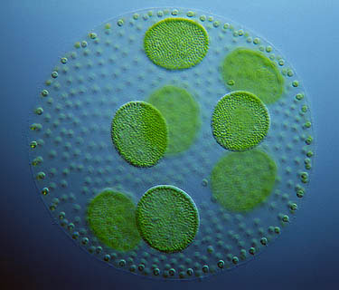 Liver Toxin from Blue-green Algae Found in Water Treatment Plant in Ohio