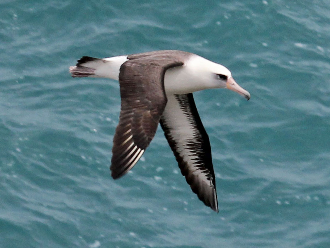 Almost every seabird will have eaten plastic by 2050, say scientists