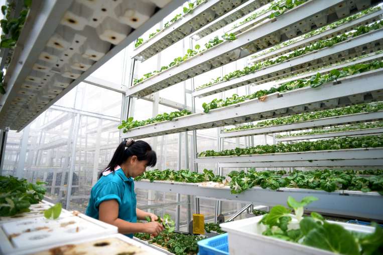 Vertical farming invention wins global award