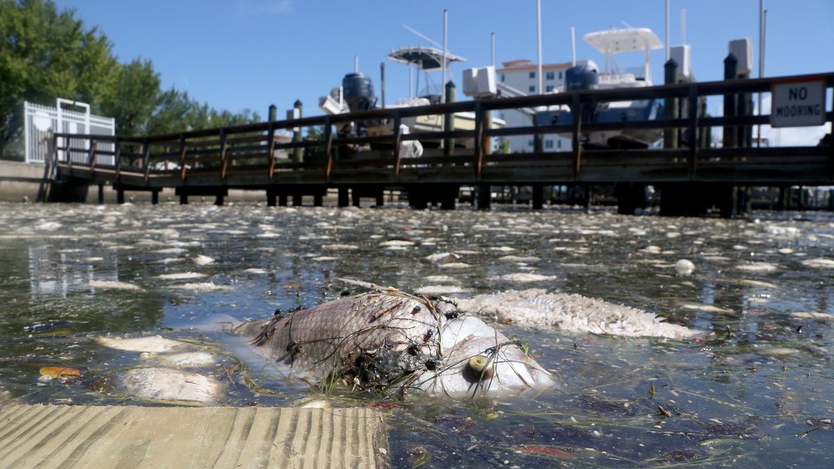 Human link to Red Tide highlights need for better water monitoring