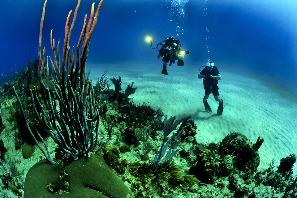 Three Decades Long Study Shows Why  Florida's Coral Reefs Are Dying