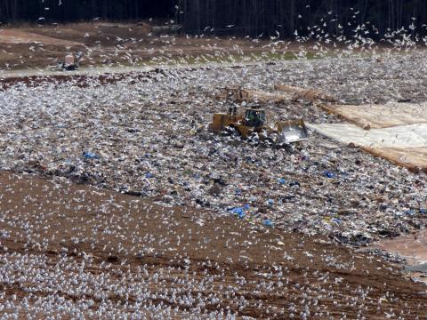 Trash-Picking Seagulls Poop Hundreds of Tons of Nutrients