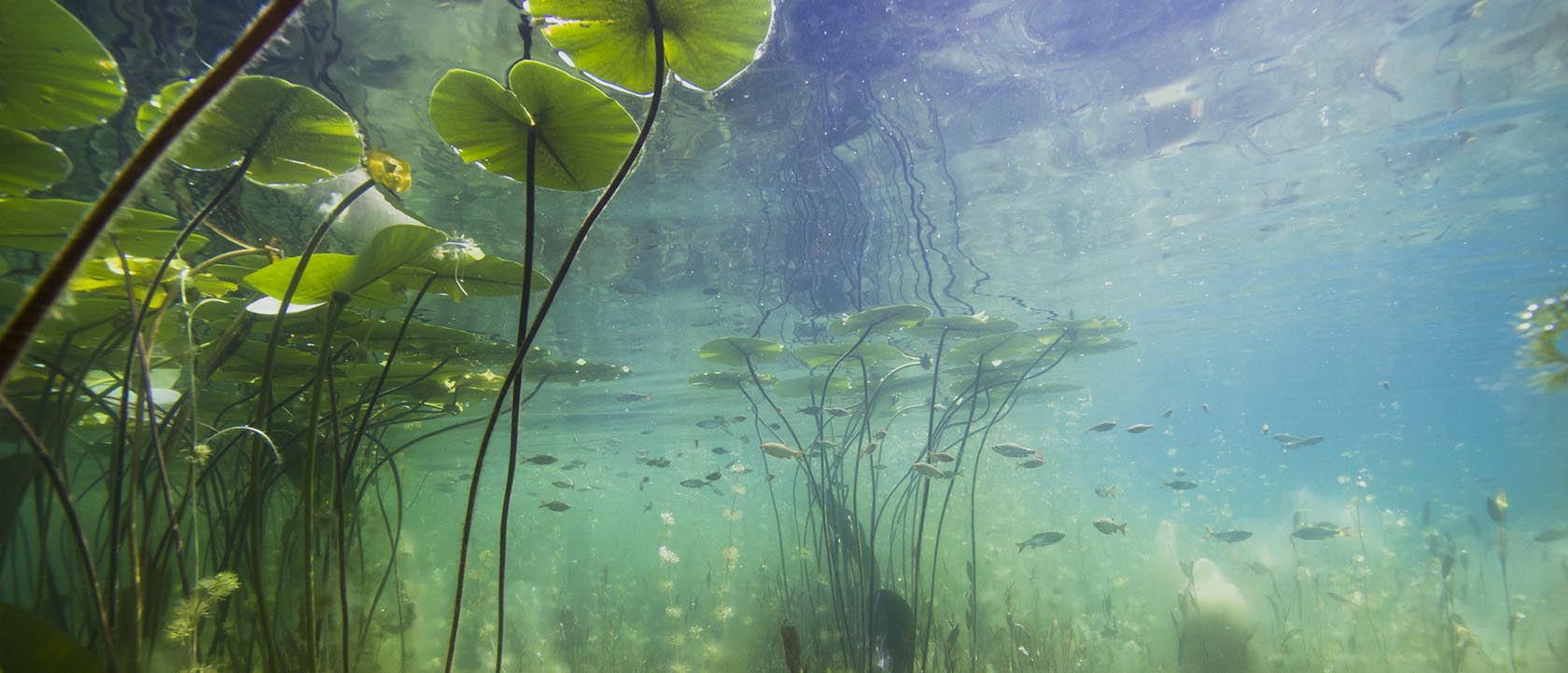 Importance of Aquatic Plants and Algae In a Lake's Ecosystem - LG Sonic