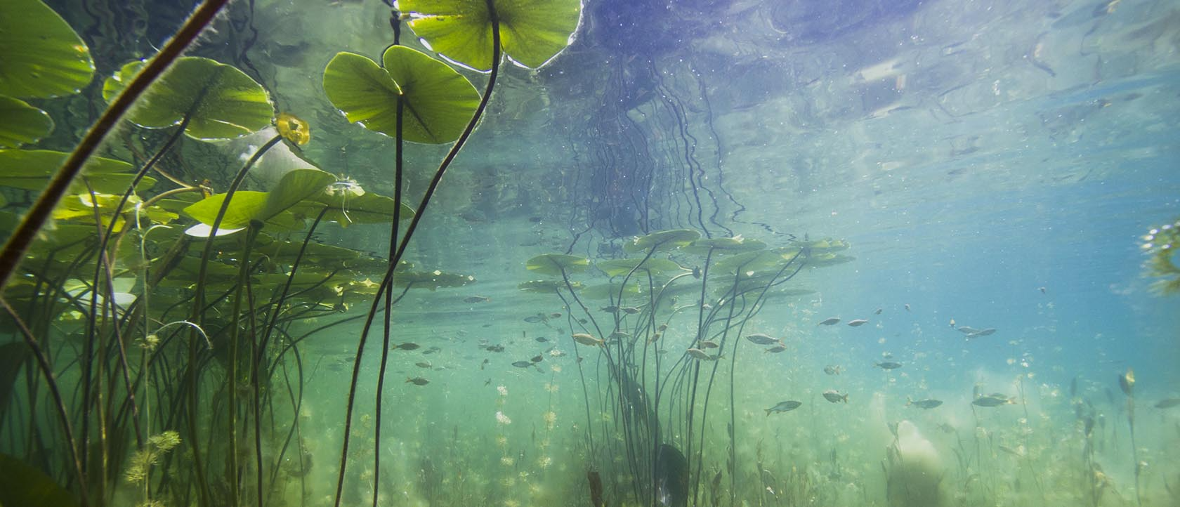 Importance of Aquatic Plants and Algae In a Lake's Ecosystem - LG Sonic -  The Water Network