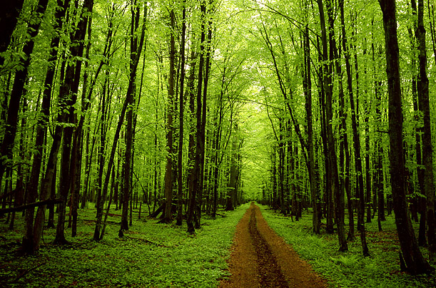 Rise in CO2 ups Water-use Efficiency of Trees