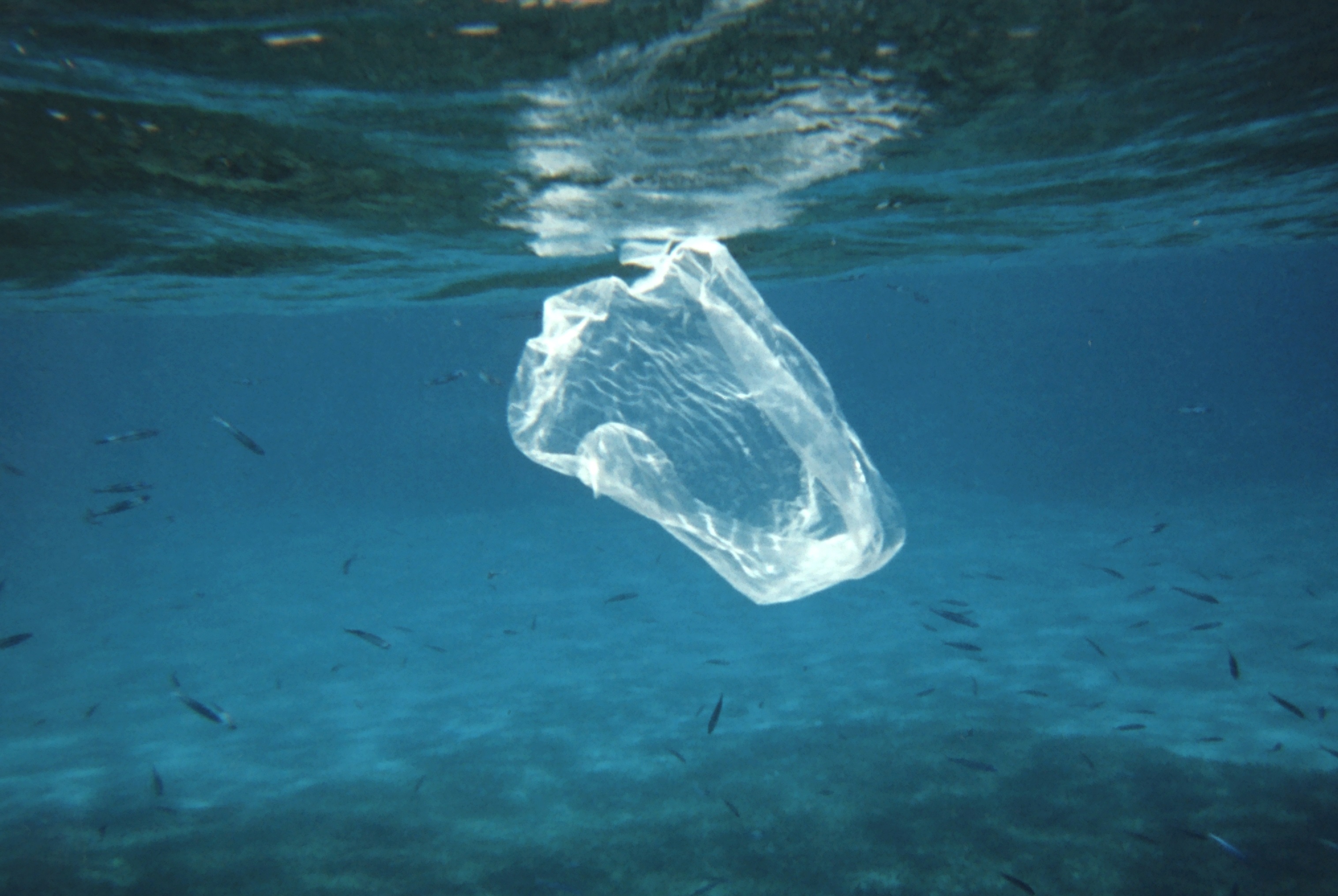 Macrofouling communities and the degradation of plastic bags in the sea: an in situ experiment