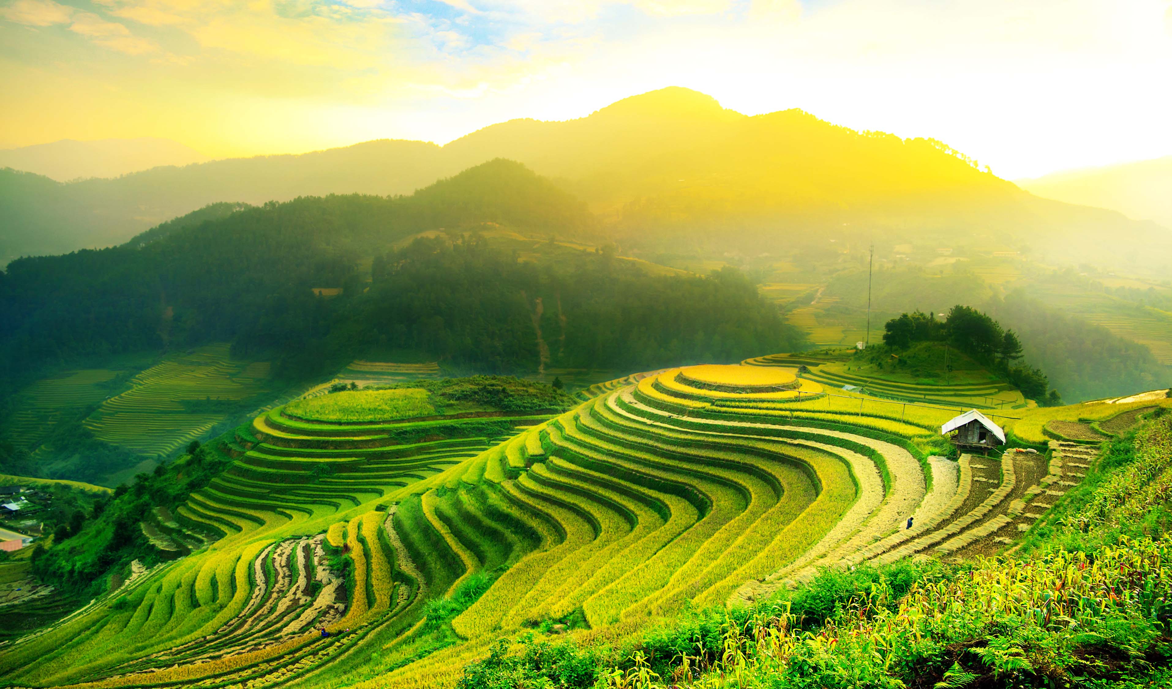 Measuring Arsenic in Rice Crops