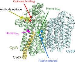 Environmental scientists' new ozonation method treats water from antibiotic residues