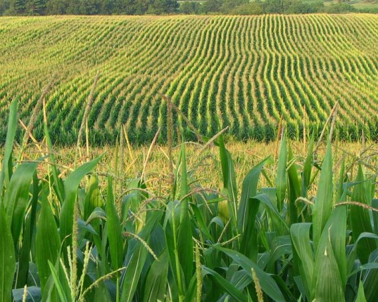 Soil Moisture Sensors Enable Less Water Usage in Farming