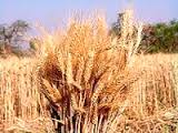 Critical factors that determine drought vulnerability of crop