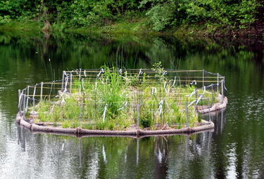 Urban Waterway Restoration - Keeping the Walls