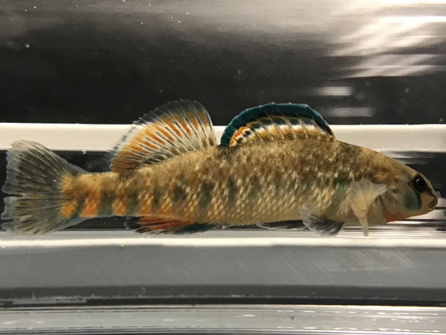 Decay in Wastewater Damages Aquatic Life