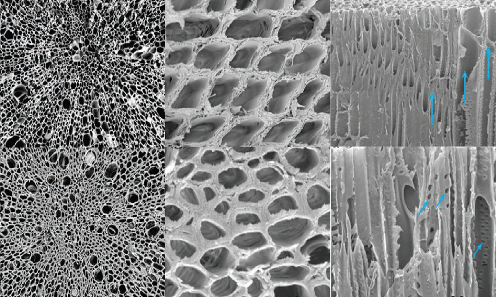 Carbon ​Nanotubes ​Extract Groundwater Via the ​Roots of Tree ​Stumps