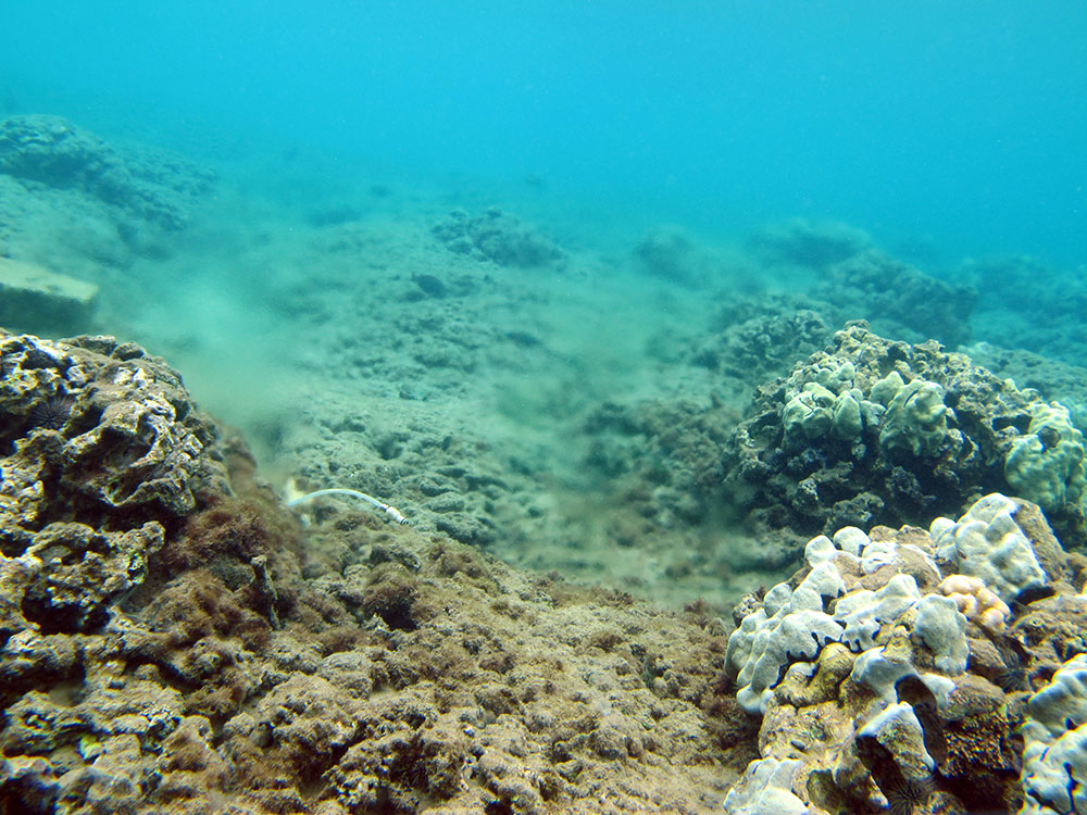 Coral Study Traces Excess Nitrogen to Maui Wastewater Treatment Facility