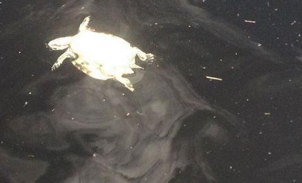Devastating Photos Of Florida Pollution Will Fill You With Rage