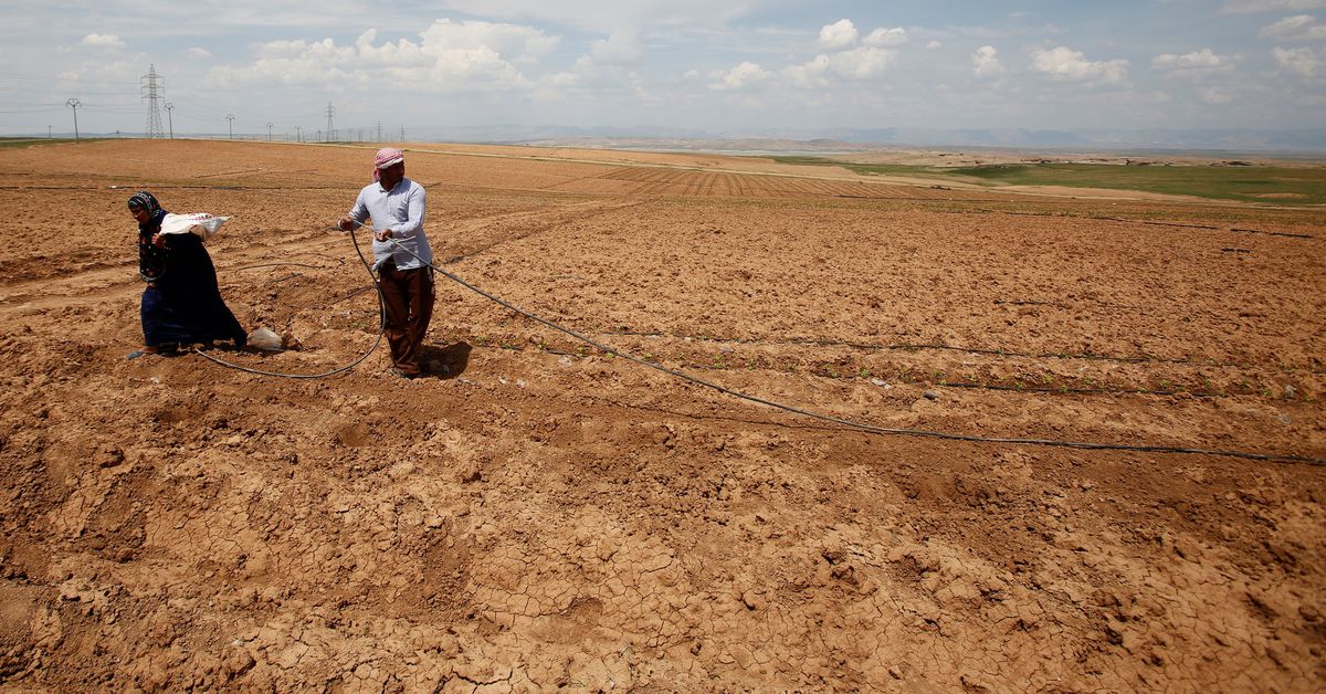 Iraq to reduce winter crop area by 50% due to water shortage - ministry statement