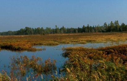 Destruction of Small Wetlands Leads to More Algal Blooms