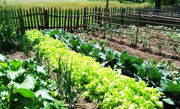 Organic Agriculture Attracting New Farmers