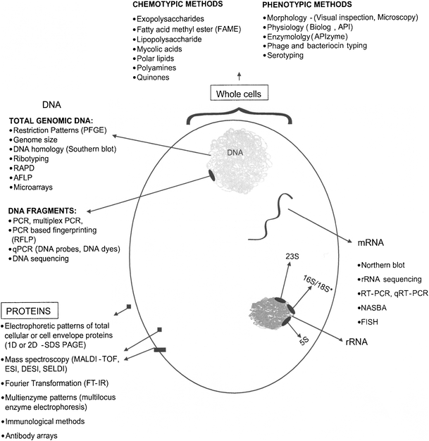 Microbial Contamination of Drinking Water and Human Health from Community Water Systems - Springer