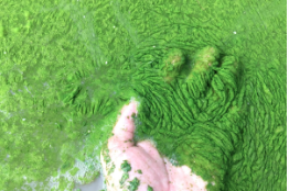 NJDEP Provides $13.5 Million to Address Harmful Algal Blooms