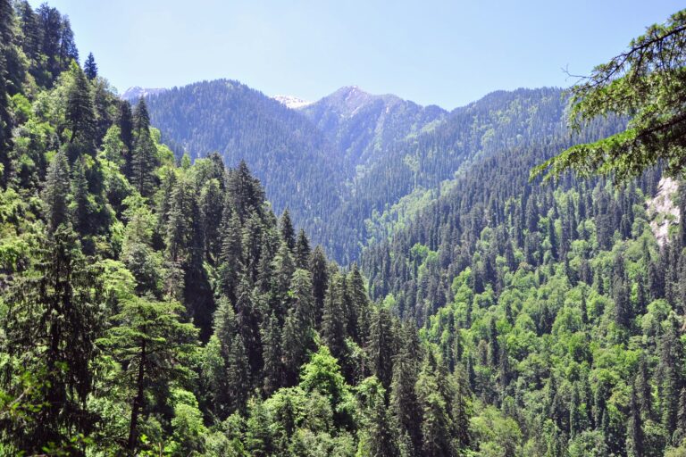 Study shows mountain forests being lost at &lsquo;alarming rate,&rsquo; especially in AsiaMore than 7% of mountain forests worldwide were lost between 2...