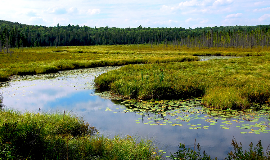 Wetlands-Water Reuse Story