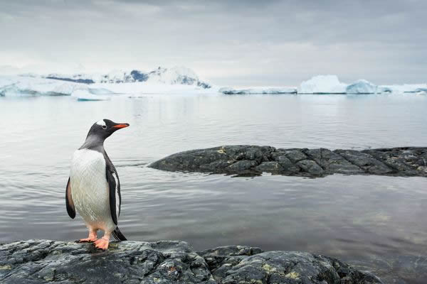 Consequences from Antarctica Climate Change