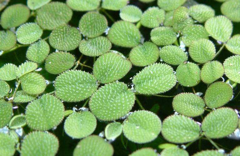 Water Purifying Duckweed Discovered