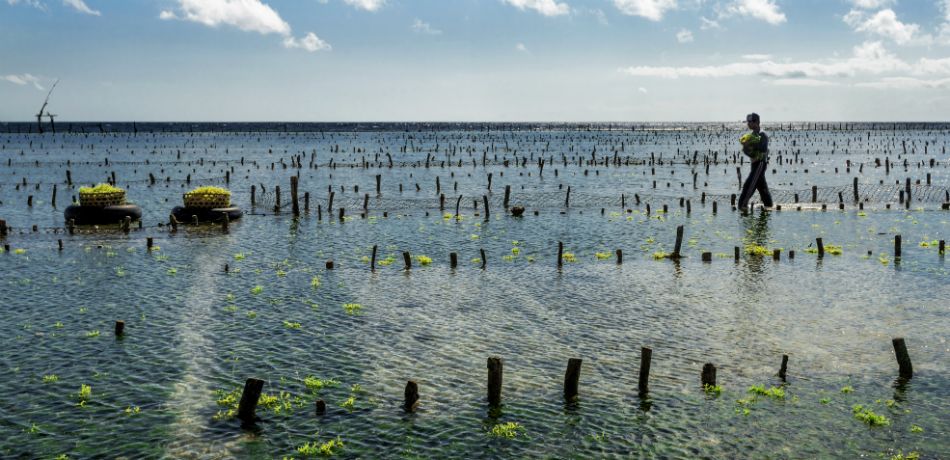 Eating Cups Made Of Seaweed?