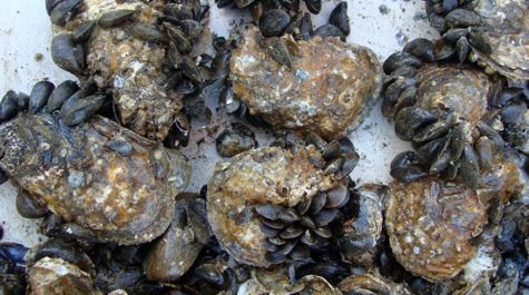 Study Puts Some Mussels into Bay Restoration