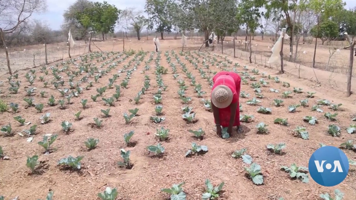 US Technology Helps Improve Crop Yields in Drought-stricken AfricaMore frequent and severe droughts in Africa are hampering food production, esp...