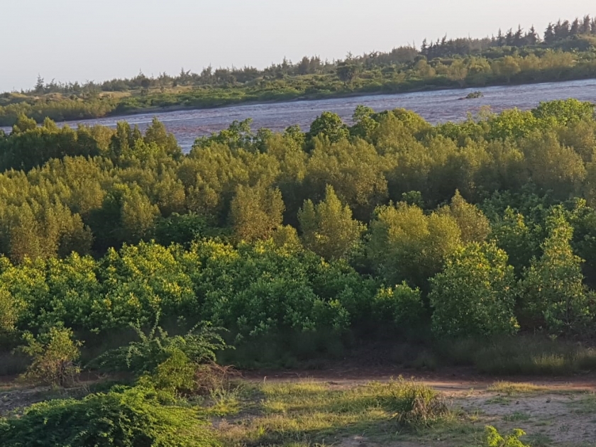 Using green technology to improve water quality in Kenya’s Mtwapa Creek