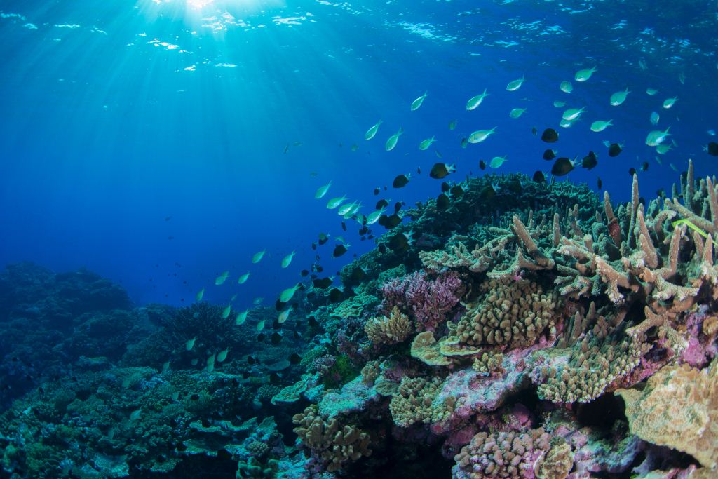 3D Printing to Help Save the Ocean’s Coral Reefs