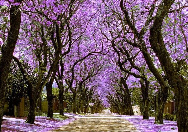 Strategies for Greening the Skyline